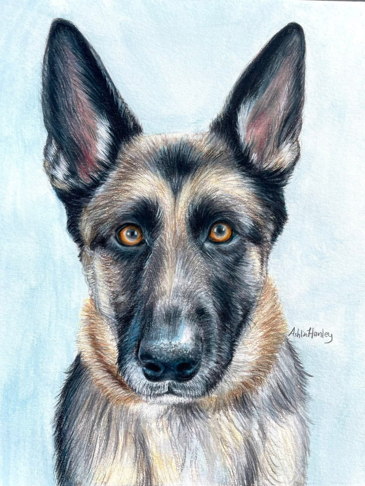 Colored pencil and watercolor portrait of Ace, by Ashlin Hanley